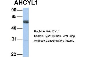 Image no. 2 for anti-Adenosylhomocysteinase-Like 1 (AHCYL1) (N-Term) antibody (ABIN2777769)