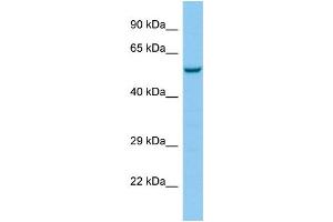 Image no. 1 for anti-Serotonin Receptor 3E (HTR3E) (C-Term) antibody (ABIN2774439)