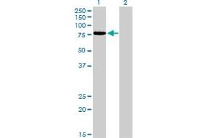 Image no. 5 for anti-Transcription Factor 12 (TCF12) (AA 364-453) antibody (ABIN563120)