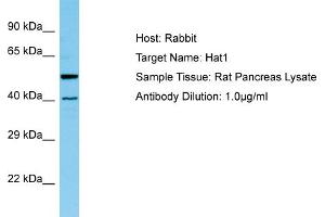 Image no. 1 for anti-Histone Acetyltransferase 1 (HAT1) (N-Term) antibody (ABIN2783435)