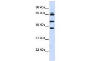 Image no. 1 for anti-F-Box and Leucine-Rich Repeat Protein 3 (FBXL3) (AA 144-193) antibody (ABIN6743156)