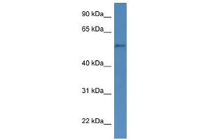 Image no. 1 for anti-Cytochrome P450, Family 51, Subfamily A, Polypeptide 1 (CYP51A1) (N-Term) antibody (ABIN926424)