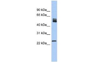 Image no. 1 for anti-Splicing Factor, Arginine/Serine Rich 7 (SFRS7) (N-Term) antibody (ABIN633590)