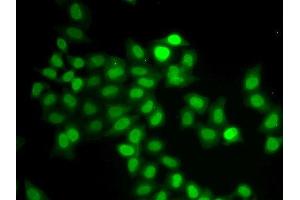Image no. 3 for anti-MAD1 Mitotic Arrest Deficient-Like 1 (MAD1L1) antibody (ABIN3021566)