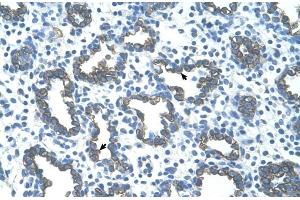 Image no. 6 for anti-GNAS Complex Locus (GNAS) (N-Term) antibody (ABIN2775543)