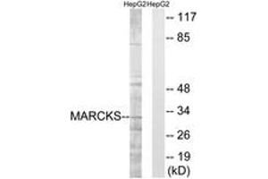 Image no. 1 for anti-Myristoylated Alanine-Rich Protein Kinase C Substrate (MARCKS) (AA 136-185) antibody (ABIN1532930)