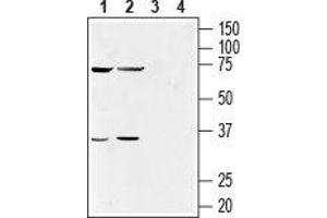 Western blot analysis of human NK-92MI natural killer cell (lanes 1 and 3) (1:500) and human acute monocytic leukemia THP-1 cell (lanes 2 and 4) (1:200) lysates: - 1, 2.