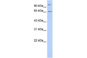 Image no. 1 for anti-Spermatogenesis Associated 16 (SPATA16) (N-Term) antibody (ABIN632429)