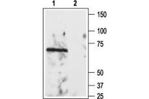 anti-Reticulon 4 Receptor (RTN4R) (AA 366-381), (Extracellular) antibody