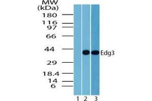 Image no. 2 for anti-Sphingosine-1-Phosphate Receptor 3 (S1PR3) (AA 300-350) antibody (ABIN960336)