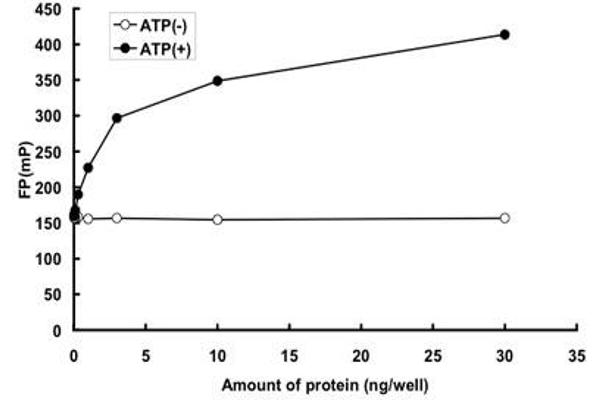 PERK Protein (Eukaryotic Translation Initiation Factor 2-alpha Kinase 3) (AA 536-1116) (GST tag)