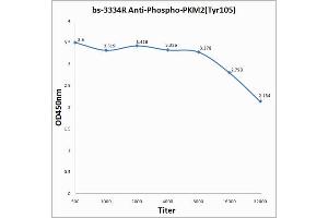 Image no. 5 for anti-Pyruvate Kinase M2 (PKM2) (pTyr105) antibody (ABIN744773)