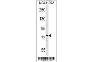 Image no. 1 for anti-Nucleolar and Coiled-Body Phosphoprotein 1 (NOLC1) (AA 162-191), (N-Term) antibody (ABIN1539107)