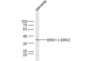 Image no. 4 for anti-Mitogen-Activated Protein Kinase 1/3 (MAPK1/3) (AA 301-358) antibody (ABIN723725)