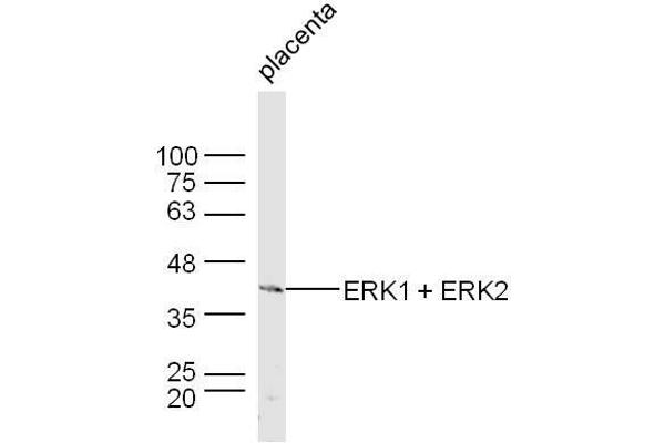 ERK1/2 Antikörper  (AA 301-358)