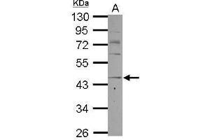 WB Image Sample (30 ug of whole cell lysate) A: K562 10% SDS PAGE antibody diluted at 1:1000