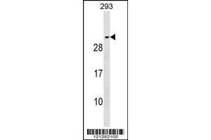 Image no. 1 for anti-Synaptosomal-Associated Protein, 25kDa (SNAP25) (AA 36-63) antibody (ABIN1538343)