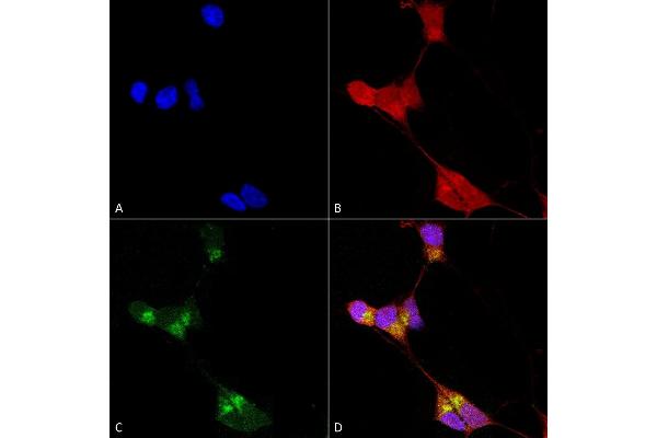 GABRA1 antibody  (AA 15-34)