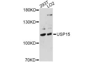 Image no. 1 for anti-Ubiquitin Specific Peptidase 15 (USP15) antibody (ABIN2560690)