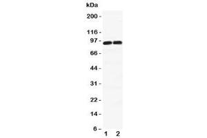 Image no. 6 for anti-Discs, Large Homolog 4 (Drosophila) (DLG4) (C-Term) antibody (ABIN3030742)