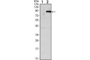 Image no. 3 for anti-Tumor Necrosis Factor Receptor Superfamily, Member 11b (TNFRSF11B) antibody (ABIN969439)