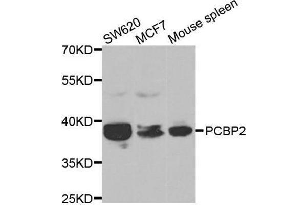 PCBP2 antibody  (AA 1-130)