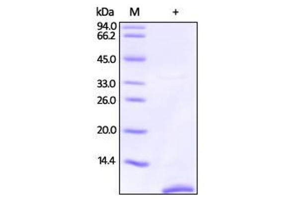 S100 Calcium Binding Protein P (S100P) (AA 1-95) protein