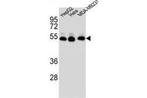 Image no. 3 for anti-Tubulin, beta 2B (TUBB2B) (AA 19-47), (N-Term) antibody (ABIN955391)