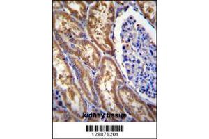 Image no. 1 for anti-Exocyst Complex Component 3-Like 1 (EXOC3L1) (AA 652-680), (C-Term) antibody (ABIN655213)