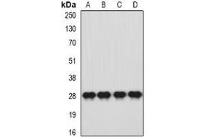 Image no. 1 for anti-Major Histocompatibility Complex, Class II, DQ alpha 1 (HLA-DQA1) (full length) antibody (ABIN6043532)