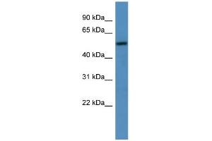 Image no. 1 for anti-Transmembrane 9 Superfamily Member 1 (TM9SF1) (C-Term) antibody (ABIN2774242)