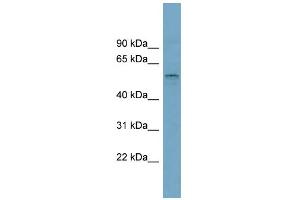Image no. 1 for anti-Solute Carrier Family 22, Member 15 (SLC22A15) (Middle Region) antibody (ABIN2781662)