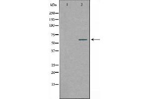 Image no. 2 for anti-Solute Carrier Family 24 (Sodium/potassium/calcium Exchanger), Member 4 (Slc24a4) antibody (ABIN6259351)