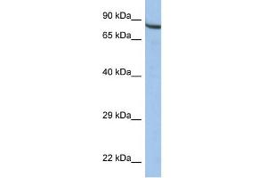Image no. 1 for anti-Zinc Finger Protein 630 (ZNF630) (Middle Region) antibody (ABIN2777672)