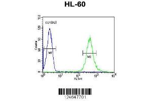 Image no. 3 for anti-Homeobox A3 (HOXA3) (AA 413-440), (C-Term) antibody (ABIN653846)