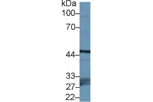 anti-F-Box and Leucine-Rich Repeat Protein 3 (FBXL3) (AA 1-292) antibody