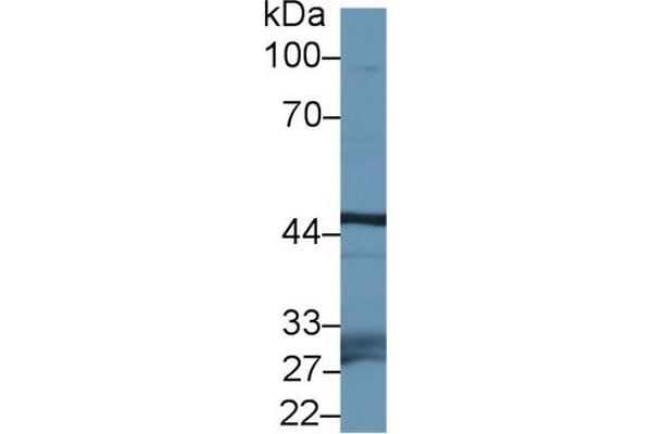 FBXL3 抗体  (AA 1-292)