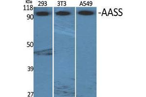 Image no. 2 for anti-Aminoadipate Semialdehyde Synthase (AASS) (Internal Region) antibody (ABIN3183109)
