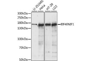 Image no. 1 for anti-Eukaryotic Translation Initiation Factor 4E Nuclear Import Factor 1 (EIF4ENIF1) antibody (ABIN6289976)