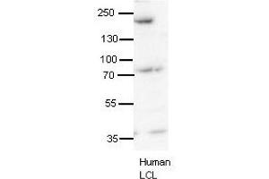 Image no. 3 for anti-Synaptojanin 1 (SYNJ1) (N-Term) antibody (ABIN2778875)