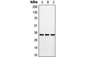 Image no. 1 for anti-Cyclin-Dependent Kinase 3 (CDK3) (N-Term) antibody (ABIN2707417)
