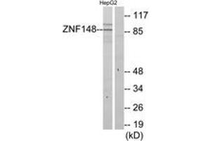 Image no. 1 for anti-Zinc Finger Protein 148 (ZNF148) (AA 61-110) antibody (ABIN1534200)