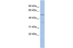 anti-Abhydrolase Domain Containing 15 (ABHD15) (Middle Region) antibody