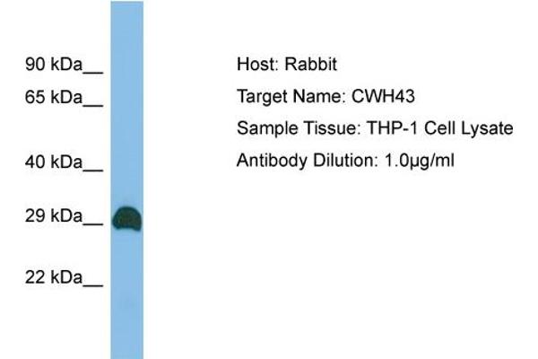 CWH43 抗体  (C-Term)