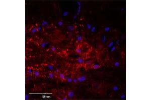 Image no. 3 for anti-Microtubule-Associated Protein 2 (MAP2) (AA 350-400) antibody (ABIN350476)