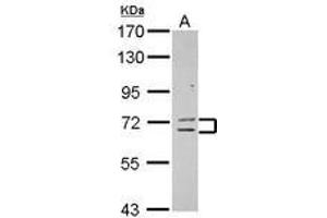 Image no. 1 for anti-Zinc Finger Protein 182 (ZNF182) (AA 1-236) antibody (ABIN1501829)
