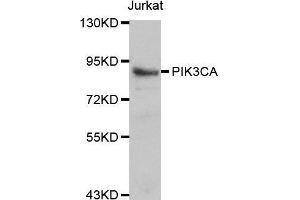Image no. 1 for anti-Phosphoinositide-3-Kinase, Catalytic, alpha Polypeptide (PIK3CA) antibody (ABIN3020829)