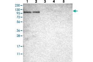 Image no. 1 for anti-rho Guanine Nucleotide Exchange Factor (GEF) 26 (ARHGEF26) antibody (ABIN5587817)