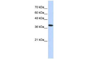 Image no. 1 for anti-ATPase, H+/K+ Exchanging, beta Polypeptide (ATP4b) (Middle Region) antibody (ABIN635524)