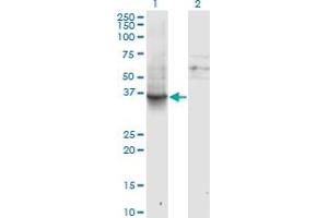 Image no. 2 for anti-Guanine Nucleotide Binding Protein (G Protein), alpha Inhibiting Activity Polypeptide 1 (GNAI1) (AA 1-354) antibody (ABIN561068)